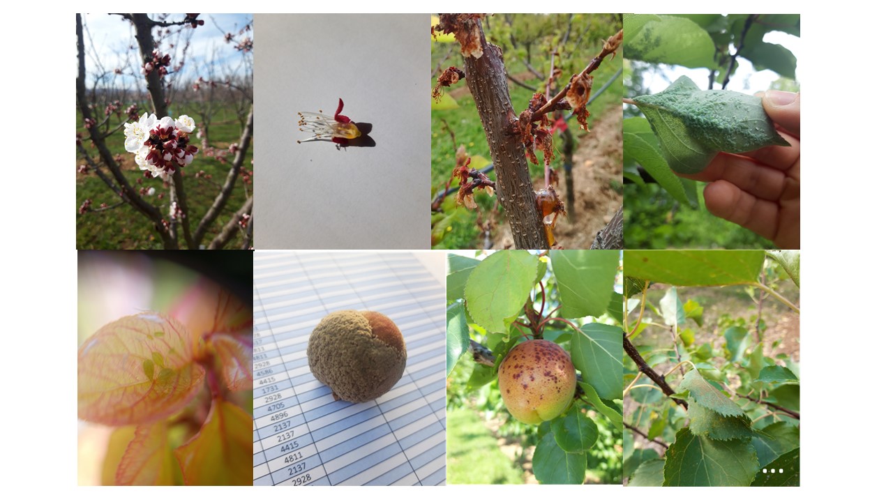 bioagresseurs Core collection