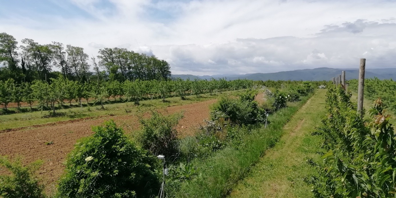 caf&eacute; agro agroforesterie 1.jpg