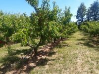 vignette ecopeche