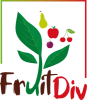 logo fruitdiv